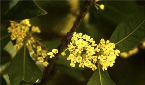 詩(shī)句,經(jīng)典,桂花香,大全