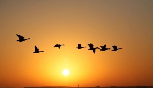 含雁的古詩句有哪些