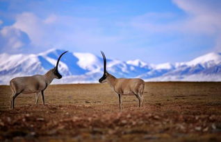 三毛關于可可西里的詩句