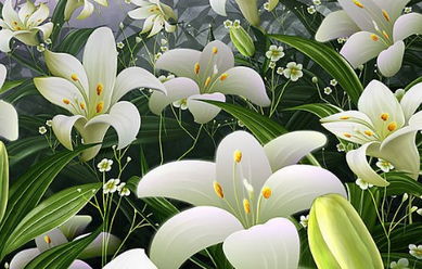 關(guān)于描寫百合花的詩句三級(jí)