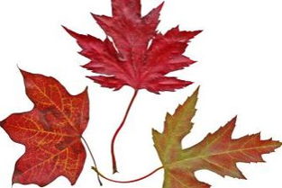 關(guān)于楓葉對花錯的詩句古詩