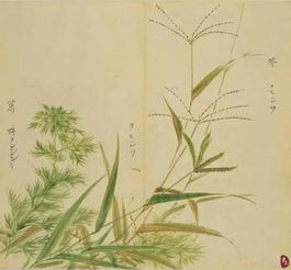 詩(shī)經(jīng)里關(guān)于黍詩(shī)句