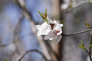 二月關(guān)于江南的詩句