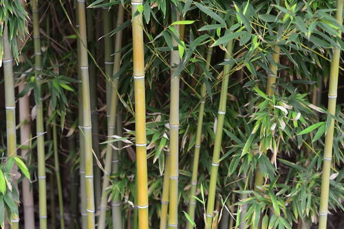 有關(guān)春天的竹子的詩(shī)句古詩(shī)