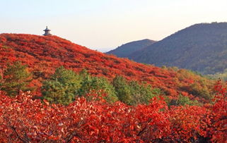 關(guān)于香山的詩(shī)句是杜牧寫(xiě)的