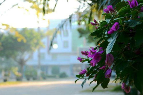 關(guān)于校園安靜詩(shī)句