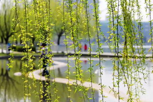 春雨描寫春天的詩句古詩詞