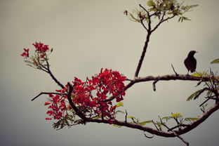 描寫冬天寫梅的詩句古詩