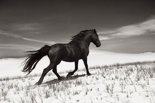 關(guān)于人與馬相處的詩句