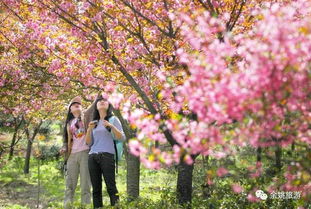 關(guān)于櫻花樹(shù)的詩(shī)句古詩(shī)