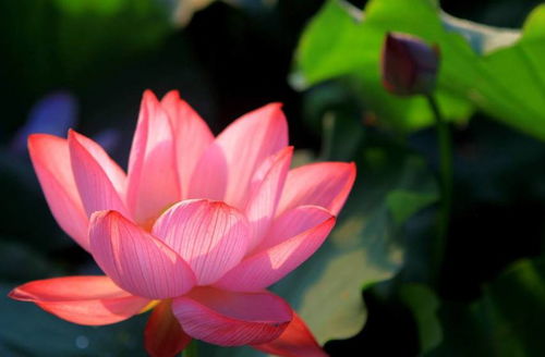 關(guān)于荷花的詩(shī)句英文