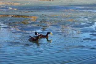 形容冰雪消融的詩句,冰雪消融萬物復蘇的詩句,描寫春天冰雪消融的詩句