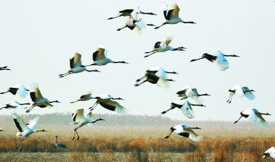 仙鶴,月亮,詩(shī)句