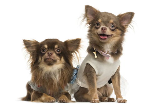 關(guān)于小學(xué)含動(dòng)物的詩句,含動(dòng)物名稱的詩句,描寫動(dòng)物和植物的詩句