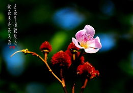 關(guān)于秋季的花的詩句