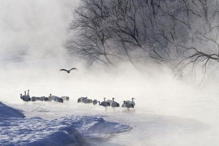 關于雪的詩句優(yōu)美文章