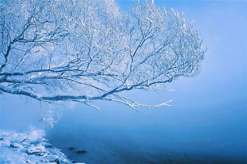 古詩中含有風(fēng)或雪的詩句