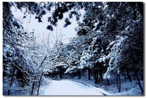 詠雪贊美雪的詩句,詠雪不見雪字的詩句,詠雪名句(描寫雪的詩句)