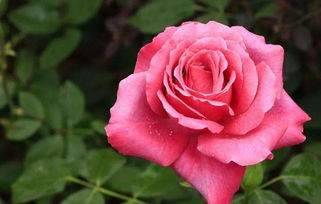 關(guān)于蘆薈和月季的詩句