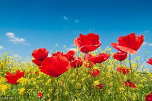 關(guān)于帶有花字的古詩,帶有花字的古詩全部,寫出帶有花字的古詩