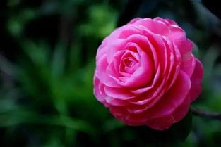 山茶花的詩句古詩排名