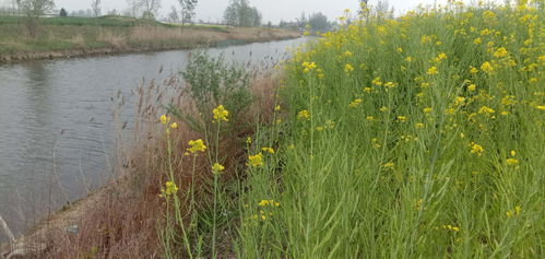 我愛,古詩,詩句,家鄉(xiāng)