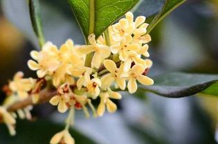 關(guān)于贊美桂花的詩(shī)句古詩(shī)