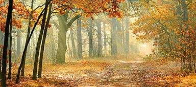 有關(guān)贊美秋天的詩句古詩詞