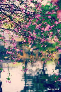 古詩中有落花的詩句