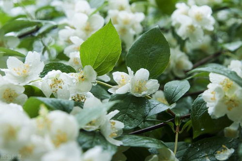 關(guān)于茉莉秋天的詩(shī)句