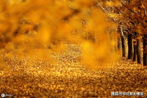 關(guān)于像人的夕陽的詩句