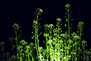 描寫四月的經典古詩句