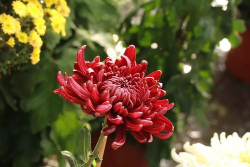 關(guān)于菊有名詩(shī)句大全