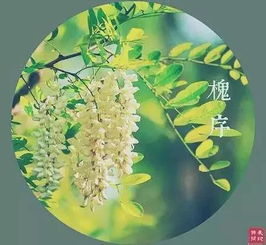 詩(shī)句,輪回,植物