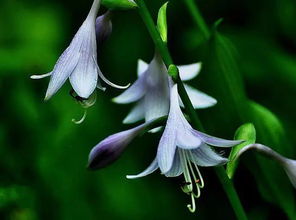 關(guān)于玉簪花的詩句
