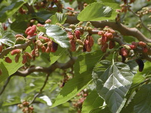 關(guān)于桑樹(shù)的詩(shī)句整首