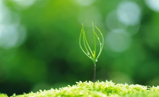 詩句,柳樹,描寫,桃花