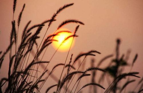 關于秋天愛情的詩句古詩詞,寫秋天的詩句古詩詞,秋天落葉的詩句古詩詞