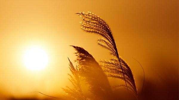 關于春節(jié)的名詩句