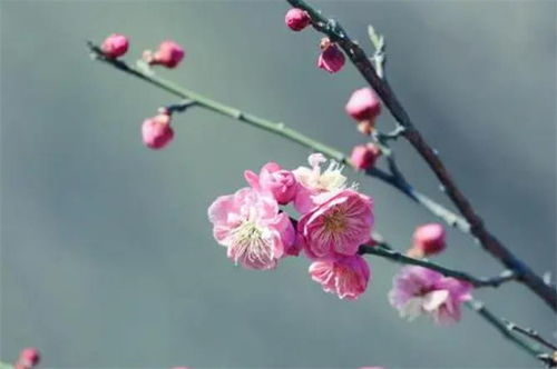 古詩(shī)中關(guān)于花的詩(shī)句