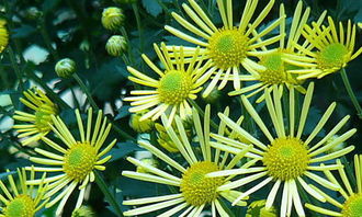 一級關(guān)于菊花的詩句