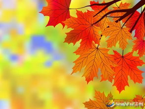 描寫銀杏葉的古詩句有哪些