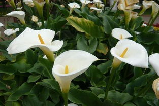 關(guān)于馬蹄蓮的古詩句