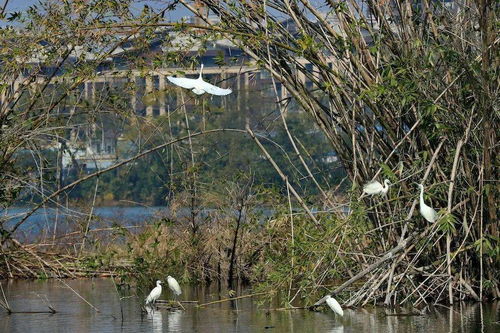 江上美景的古詩句子是