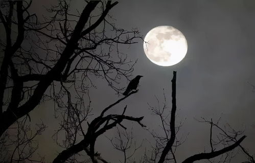 關于明月和思念家鄉(xiāng)的詩句有哪些