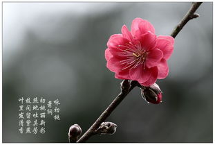 關(guān)于桃花加春天的詩(shī)句