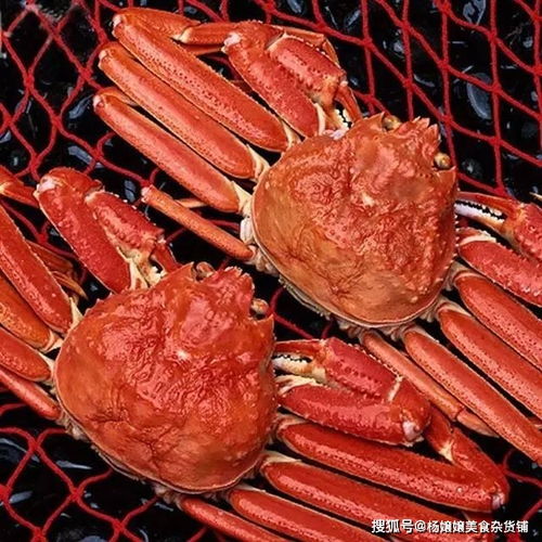 含有河豚的古詩(shī)句