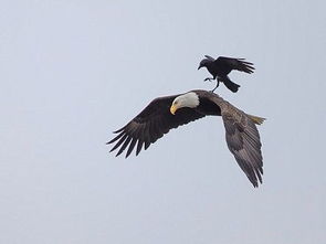 關(guān)于烏鴉的詩(shī)句古詩(shī)詞