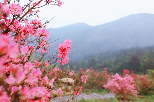 關于杜鵑有名的詩句