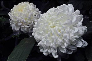 懷念逝去母親的古詩(shī)句